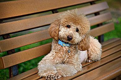 《原神》拾枝杂谈-「赛索斯：至贤的遗赐」